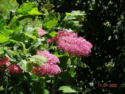 hydrangea arb. Pink Annabell