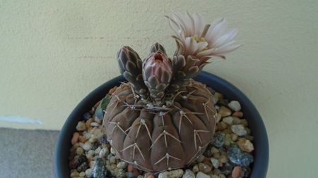 Gymnocalycium stellatum