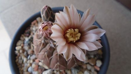 Gymnocalycium stellatum