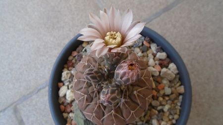 Gymnocalycium stellatum