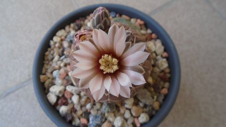 Gymnocalycium stellatum