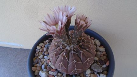 Gymnocalycium stellatum