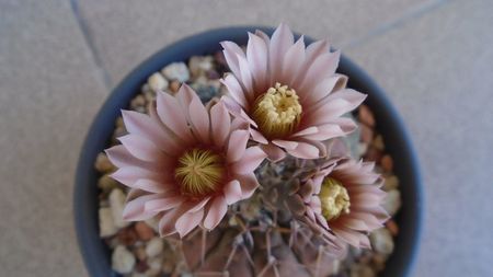 Gymnocalycium stellatum