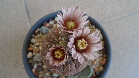 Gymnocalycium stellatum