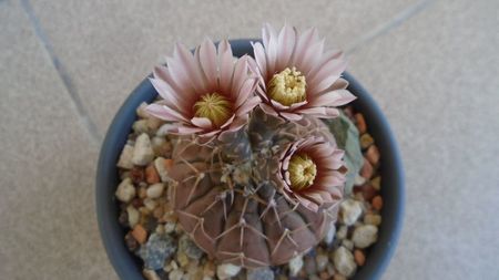 Gymnocalycium stellatum