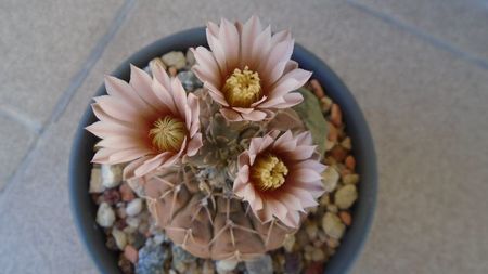 Gymnocalycium stellatum