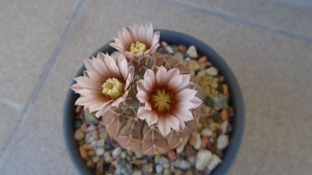 Gymnocalycium stellatum