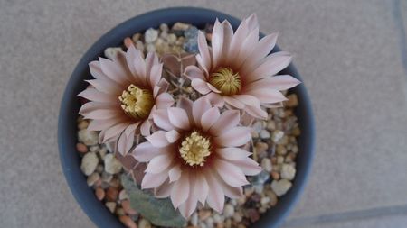 Gymnocalycium stellatum