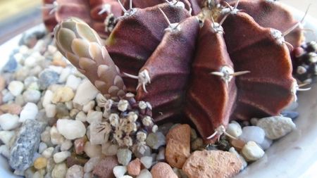 Gymnocalycium friedrichii, lastari cu boboci