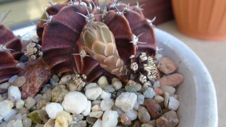 Gymnocalycium friedrichii, lastari cu boboci