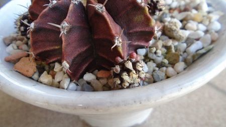 Gymnocalycium friedrichii, lastari cu boboci