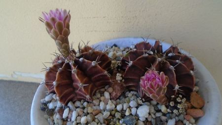 Gymnocalycium friedrichii, 2 ex.