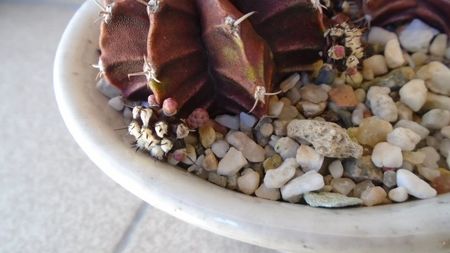 Gymnocalycium friedrichii, lastari cu boboci