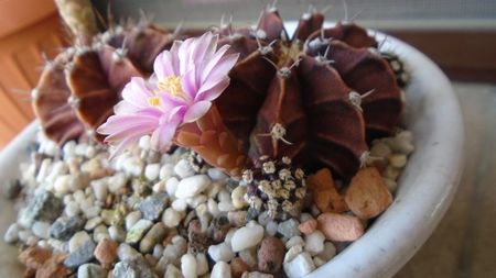 Gymnocalycium friedrichii, 2 ex.