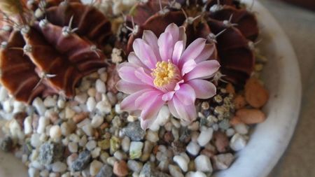 Gymnocalycium friedrichii, 2 ex.