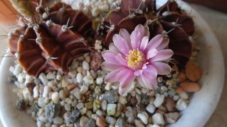 Gymnocalycium friedrichii, 2 ex.