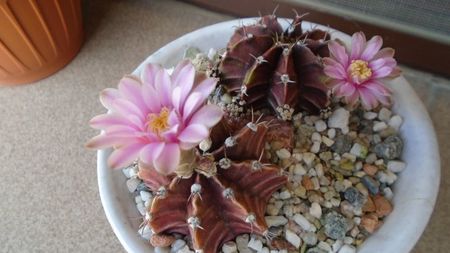 Gymnocalycium friedrichii, 2 ex.