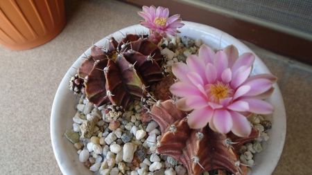 Gymnocalycium friedrichii, 2 ex.