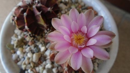 Gymnocalycium friedrichii, 2 ex.