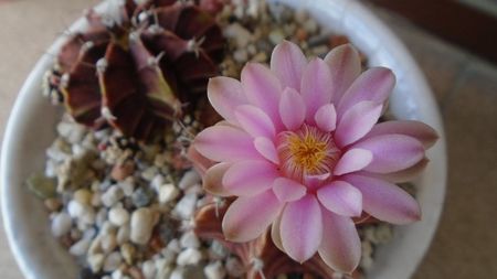 Gymnocalycium friedrichii, 2 ex.