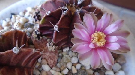 Gymnocalycium friedrichii, 2 ex.