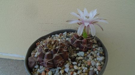 Gymnocalycium asterium v. minimum, 2 ex.