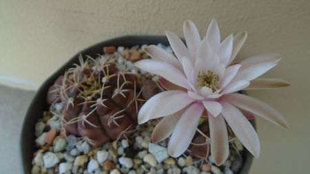 Gymnocalycium asterium v. minimum, 2 ex.