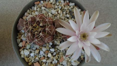 Gymnocalycium asterium v. minimum, 2 ex.