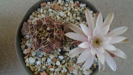 Gymnocalycium asterium v. minimum, 2 ex.