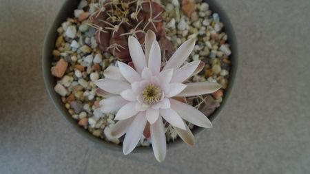 Gymnocalycium asterium v. minimum, 2 ex.