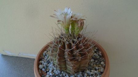 Gymnocalycium mihanovichii