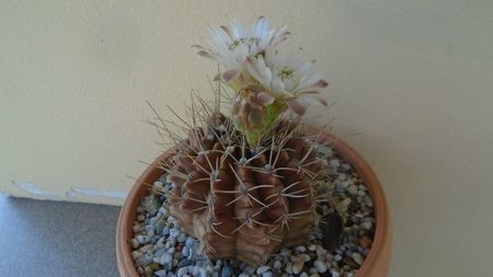 Gymnocalycium mihanovichii