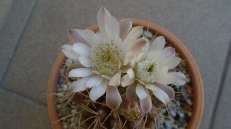 Gymnocalycium mihanovichii