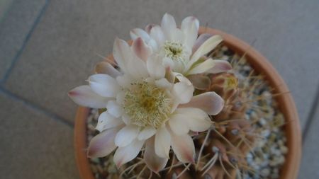 Gymnocalycium mihanovichii