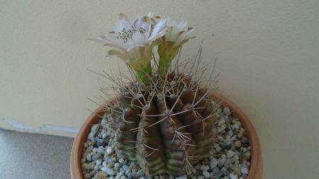 Gymnocalycium mihanovichii