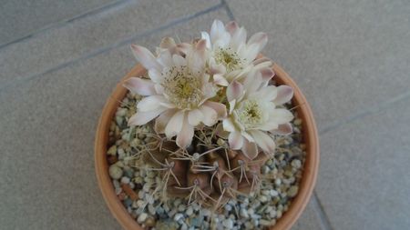 Gymnocalycium mihanovichii