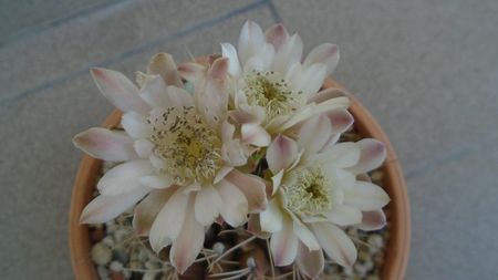 Gymnocalycium mihanovichii