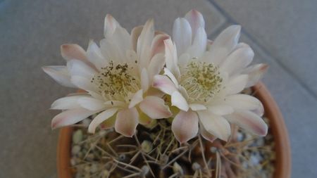 Gymnocalycium mihanovichii