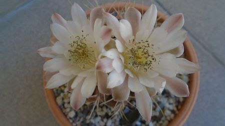 Gymnocalycium mihanovichii