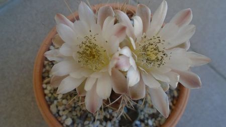 Gymnocalycium mihanovichii