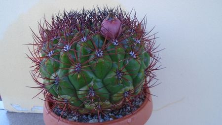 Gymnocalycium saglionis, fructe