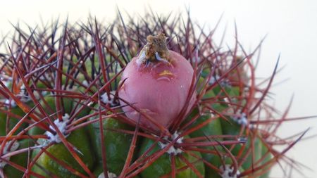 Gymnocalycium saglionis, fructe