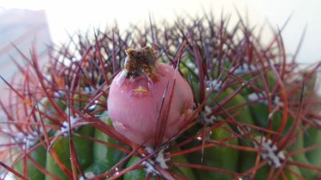 Gymnocalycium saglionis, fructe