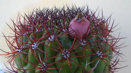 Gymnocalycium saglionis, fructe