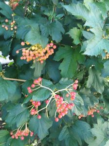 Viburnum opulus