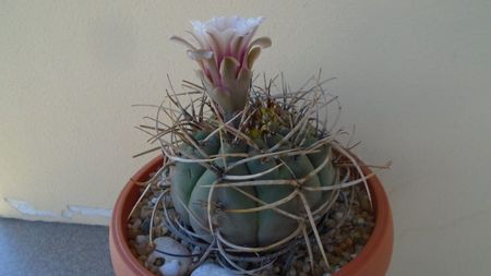 Gymnocalycium cardenasianum