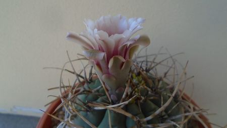 Gymnocalycium cardenasianum