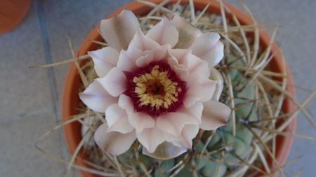 Gymnocalycium cardenasianum