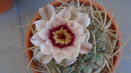 Gymnocalycium cardenasianum