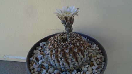 Gymnocalycium obductum